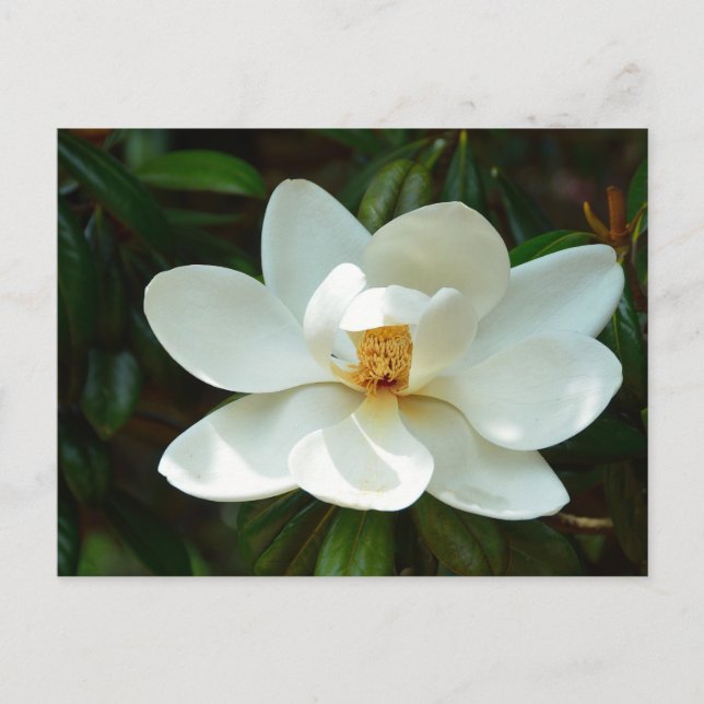 Beautiful Magnolia tree flower Postcard (Front)