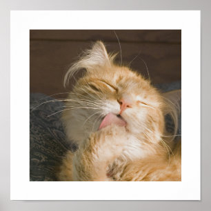 Beautiful Maine Coon Cat Preening Photograph Poster