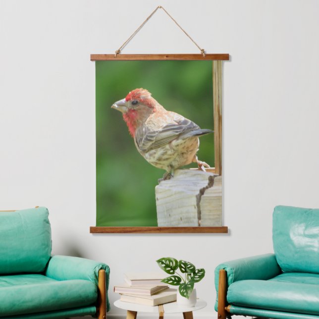 Beautiful Male House Finch Hanging Tapestry (Living Room)
