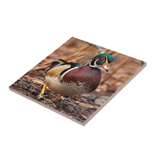 Beautiful Male Wood Duck in the Woods Ceramic Tile (Side)
