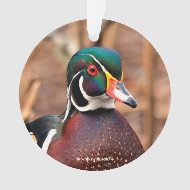 Beautiful Male Wood Duck in the Woods Ornament (Front)