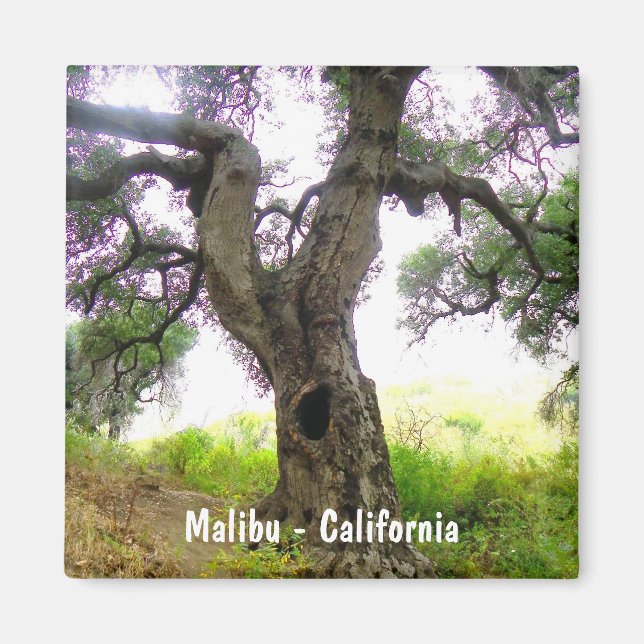 Beautiful Malibu Magnet! Magnet (Front)