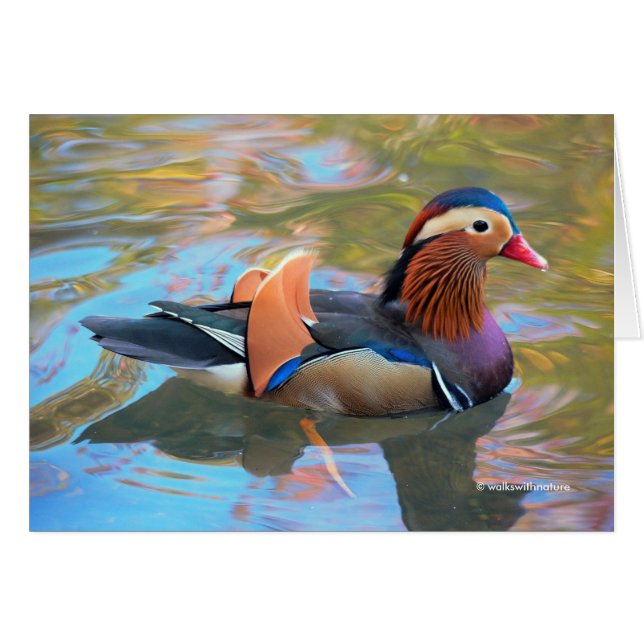 Beautiful Mandarin Duck in the Pond (Front Horizontal)