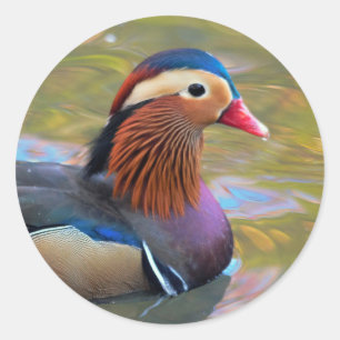 Beautiful Mandarin Duck in the Pond Classic Round Sticker