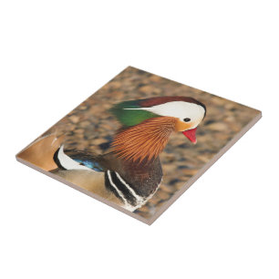Beautiful Mandarin Duck on the Rocks Ceramic Tile