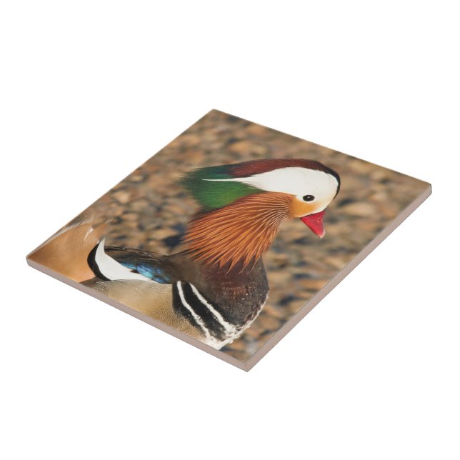 Beautiful Mandarin Duck on the Rocks Ceramic Tile (Side)
