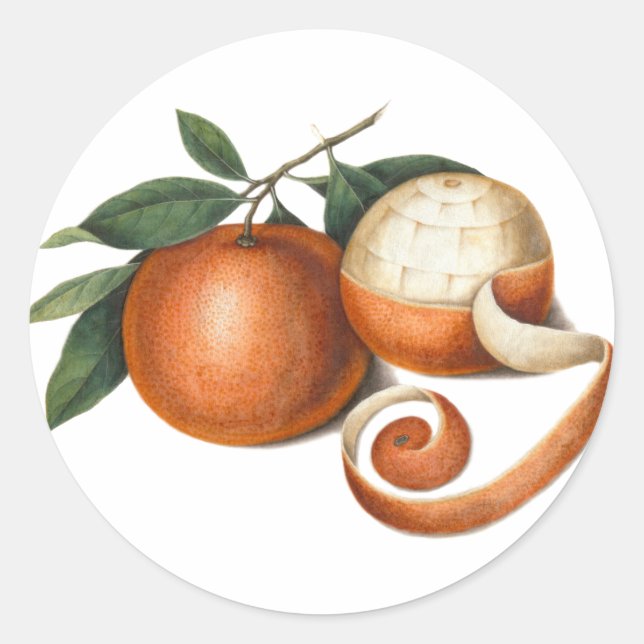 Beautiful Mandarin Oranges Antique Painting Classic Round Sticker (Front)