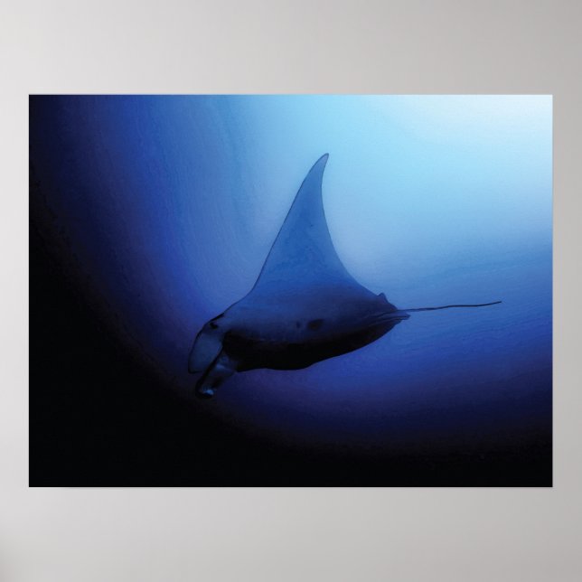 Beautiful Manta Ray Poster (Front)