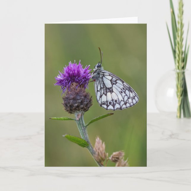 Beautiful Marbled white Butterfly - Greeting Card (Front)