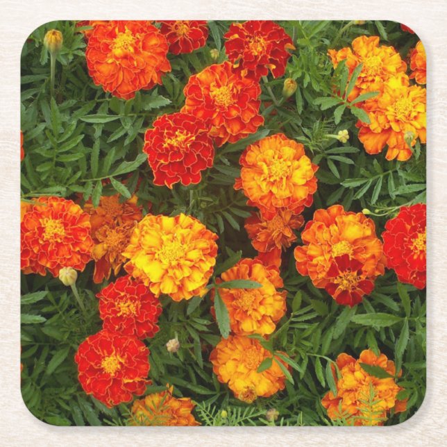 Beautiful Marigolds Coaster Set (Front)