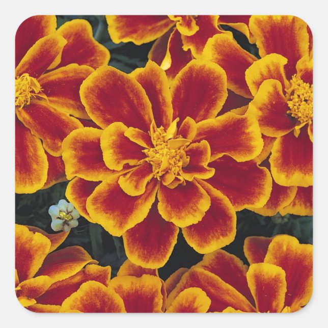 Beautiful Marigolds Sticker Set (Front)