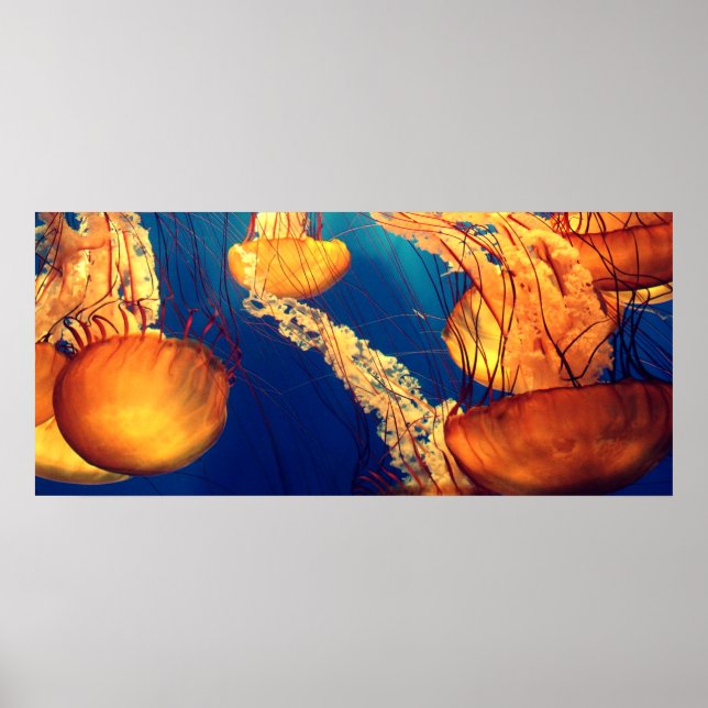 Beautiful Marine Life: Golden Jellyfish Poster (Front)