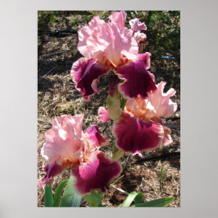 Beautiful Maroon Dark Pink Flower Garden Poster