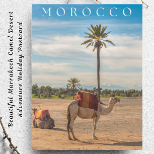 Beautiful Marrakech Camel Desert Adventure Holiday Postcard