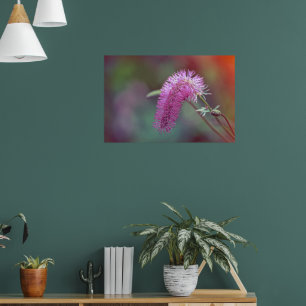 Beautiful meadow flower poster