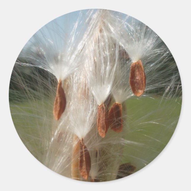 Beautiful Milkweed Magic: A Skyward Flight Design Classic Round Sticker (Front)