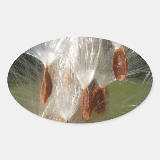 Beautiful Milkweed Magic: A Skyward Flight Design Oval Sticker (Front)