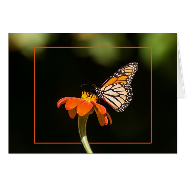 Beautiful Monarch Butterfly (Front Horizontal)