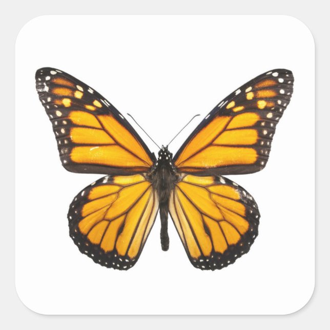 Beautiful Monarch Butterfly Orange Black Square Sticker (Front)