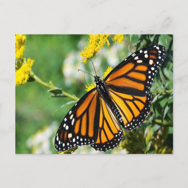 Beautiful Monarch Butterfly Postcard (Front)