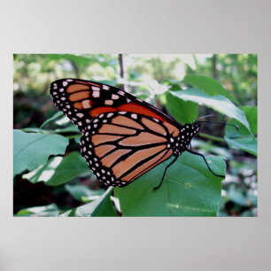 Beautiful Monarch Butterfly Poster