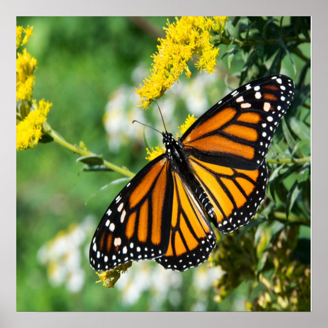 Beautiful Monarch Butterfly Poster (Front)