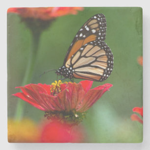 Beautiful Monarch Butterfly Stone Coaster