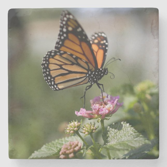 Beautiful Monarch Butterfly Stone Coaster (Front)