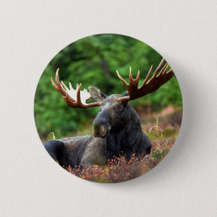 Beautiful moose with big antlers 6 cm round badge