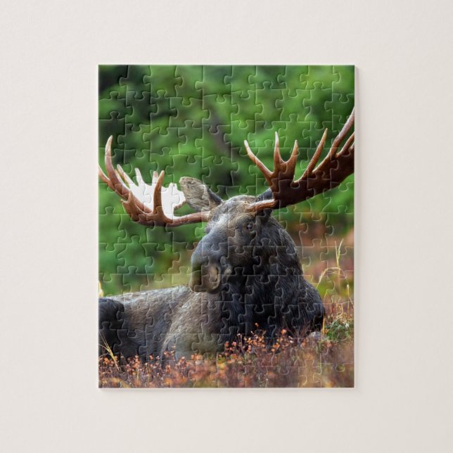 Beautiful moose with big antlers jigsaw puzzle (Vertical)