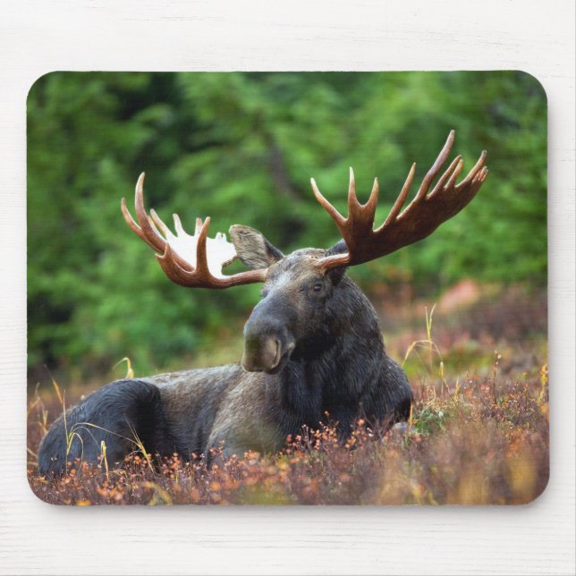 Beautiful moose with big antlers mouse pad (Front)