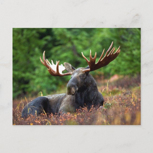 Beautiful moose with big antlers postcard (Front)