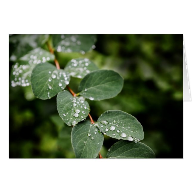 Beautiful morning dew in garden (Front Horizontal)