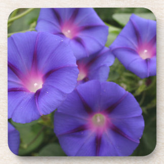 Beautiful Morning Glories in Bloom Coaster