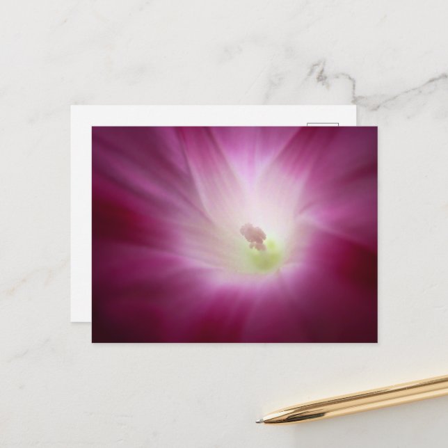 Beautiful Morning Glory Brilliant Pink Flower Art  Postcard (Front/Back In Situ)