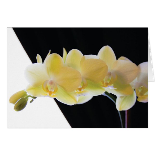 Beautiful Morning Orchids (Front Horizontal)