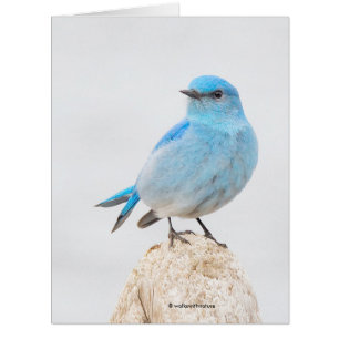 Beautiful Mountain Bluebird