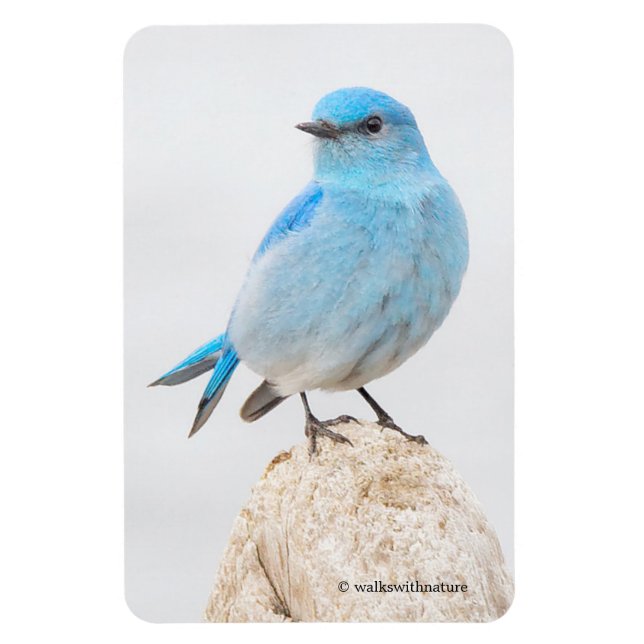 Beautiful Mountain Bluebird on a Stump Magnet (Vertical)