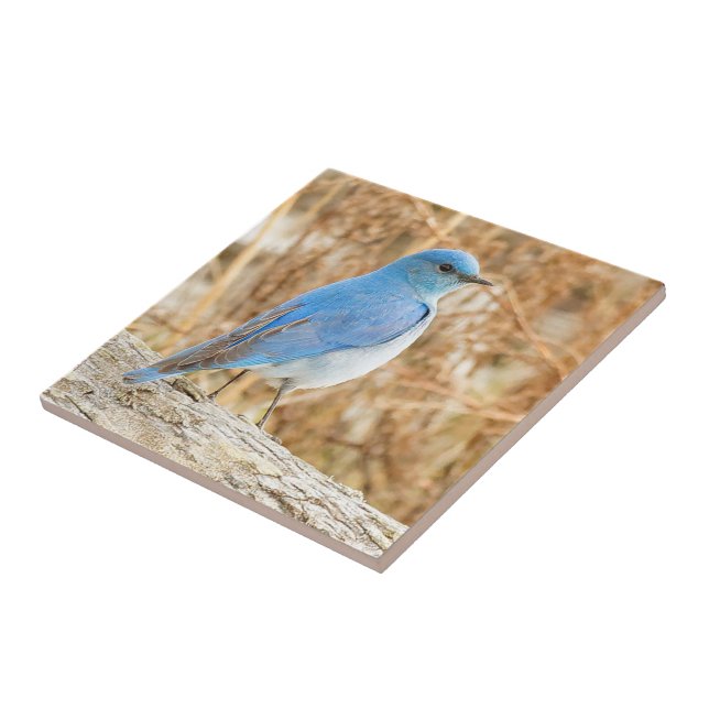 Beautiful Mountain Bluebird on Beach Driftwood Ceramic Tile (Side)