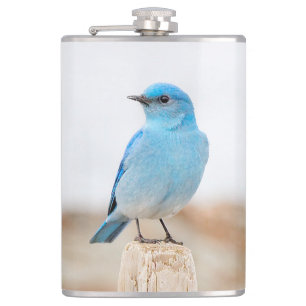 Beautiful Mountain Bluebird on Beach Stump Hip Flask