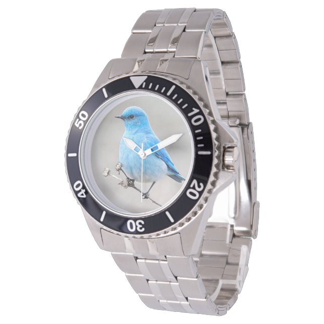 Beautiful Mountain Bluebird on the Tansy Watch (Angled)