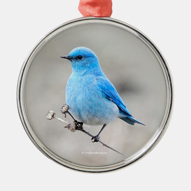 Beautiful Mountain Bluebird Songbird at the Beach Metal Ornament (Front)