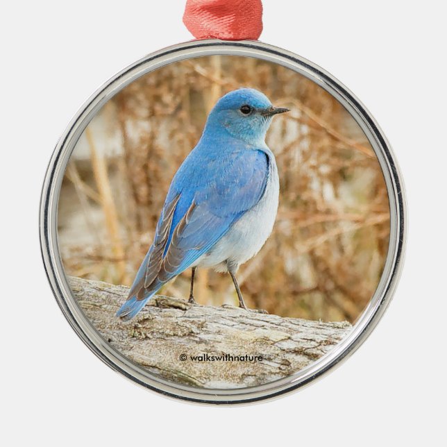 Beautiful Mountain Bluebird Songbird on Log Metal Ornament (Front)