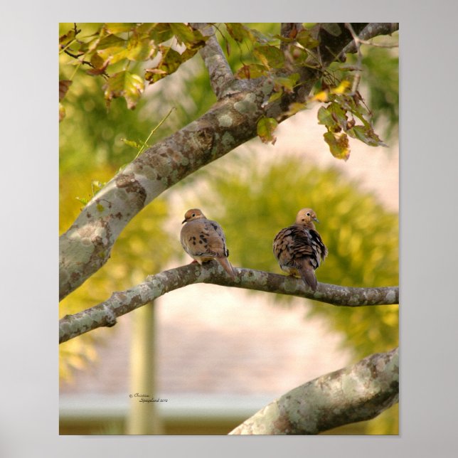 Beautiful Mourning Doves Poster (Front)
