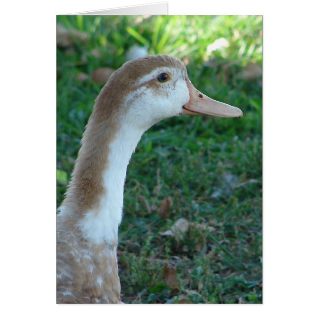 Beautiful Mule Duck (Front)