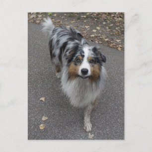 Beautiful Multi-coloured Aussie Postcard