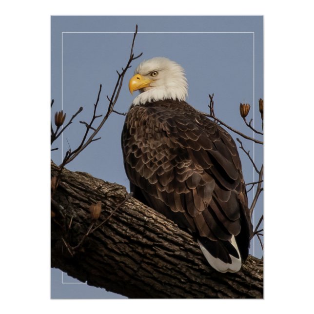 Beautiful Mum (Eagle)  Poster (Front)