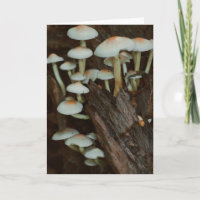 Beautiful mushroom photography blank card