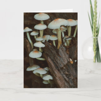 Beautiful mushroom photography blank card
