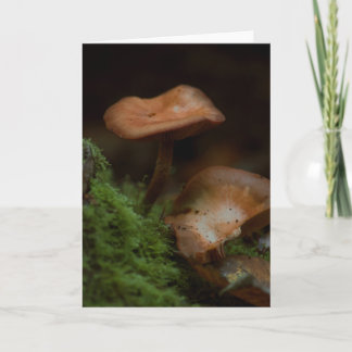 Beautiful mushroom photography blank card